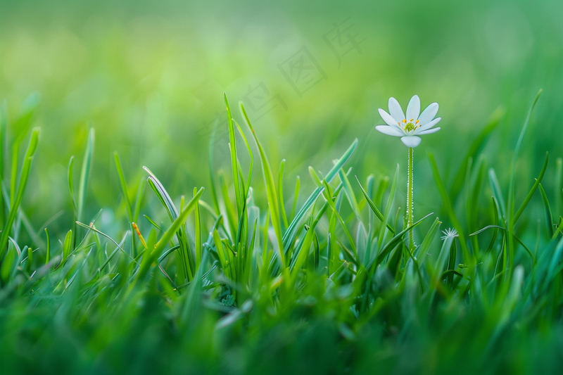 白色小花绿色草丛摄影图