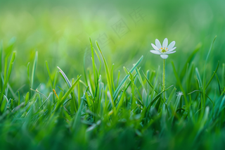 白色小花绿色草丛摄影图