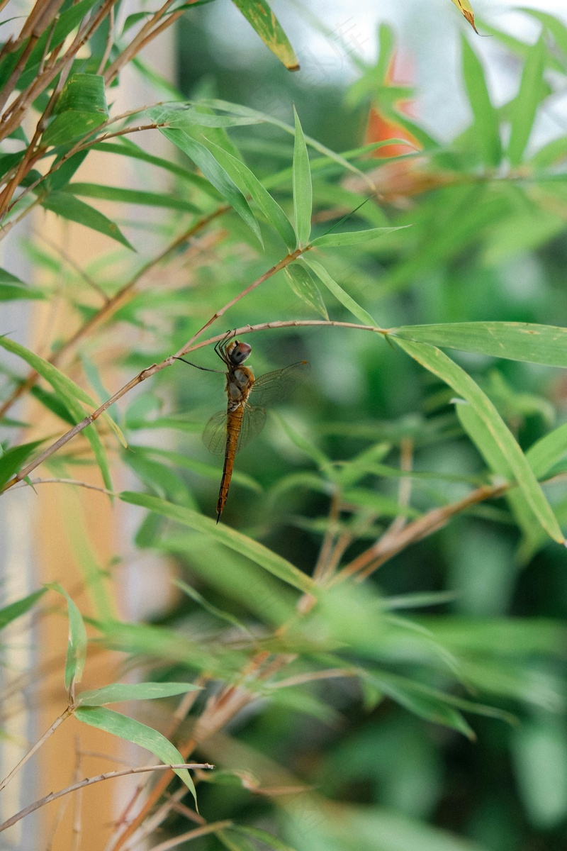 静止的蜻蜓与翠绿竹叶