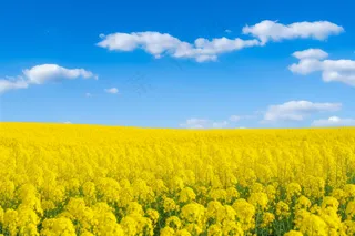 春天油菜花田黄色花雨水节气摄影图