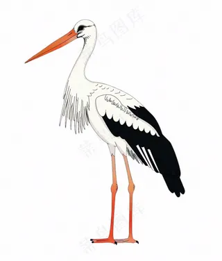 白鹤白鹭鸟国风插画免抠