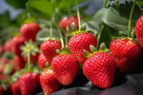 草莓水果摄影图 草莓水果摄影图