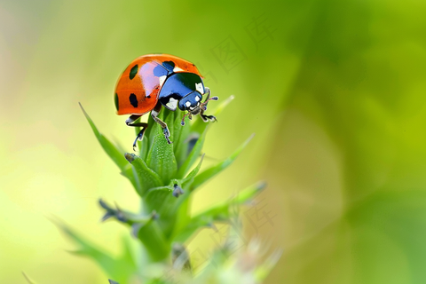 瓢虫春天绿叶上的七星瓢虫昆虫摄影图
