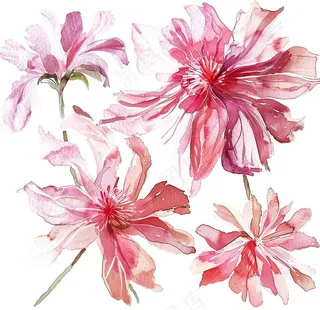 菊花玫红艳丽鲜花水墨中国风插画免抠