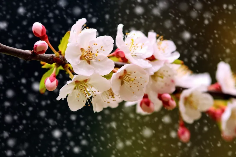 冬季大雪梅花开放桃花海棠花摄影图(4032x2688)