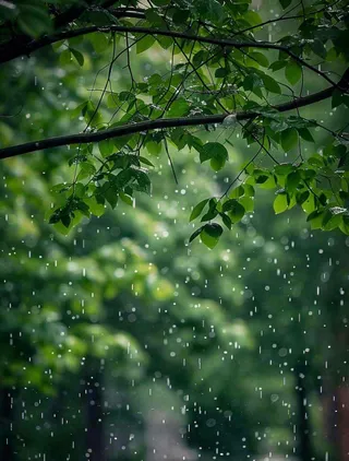 下雨天的公园大树下雨滴雨水谷雨梅雨季摄影图