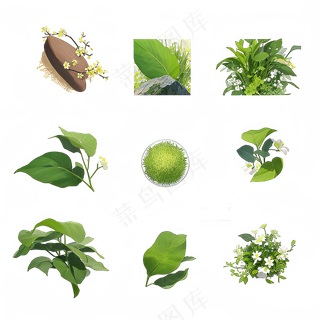 手绘练习小植物花草系列2