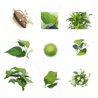 手绘练习小植物花草系列2