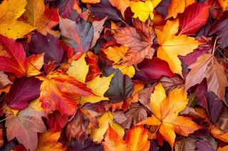 秋天金红落叶铺满地面立秋秋分摄影图