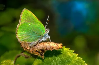 绿意盎然间翩翩起舞的蝴蝶