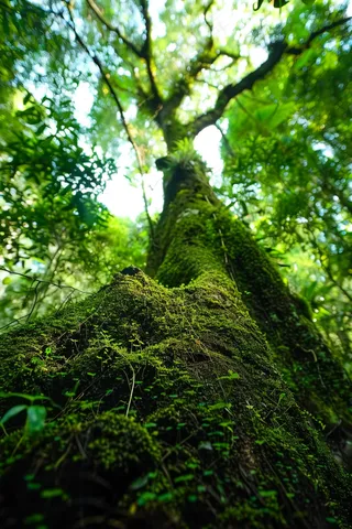 森林深处山林摄影图