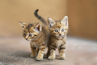 猫咪宠物猫可爱动物摄影图