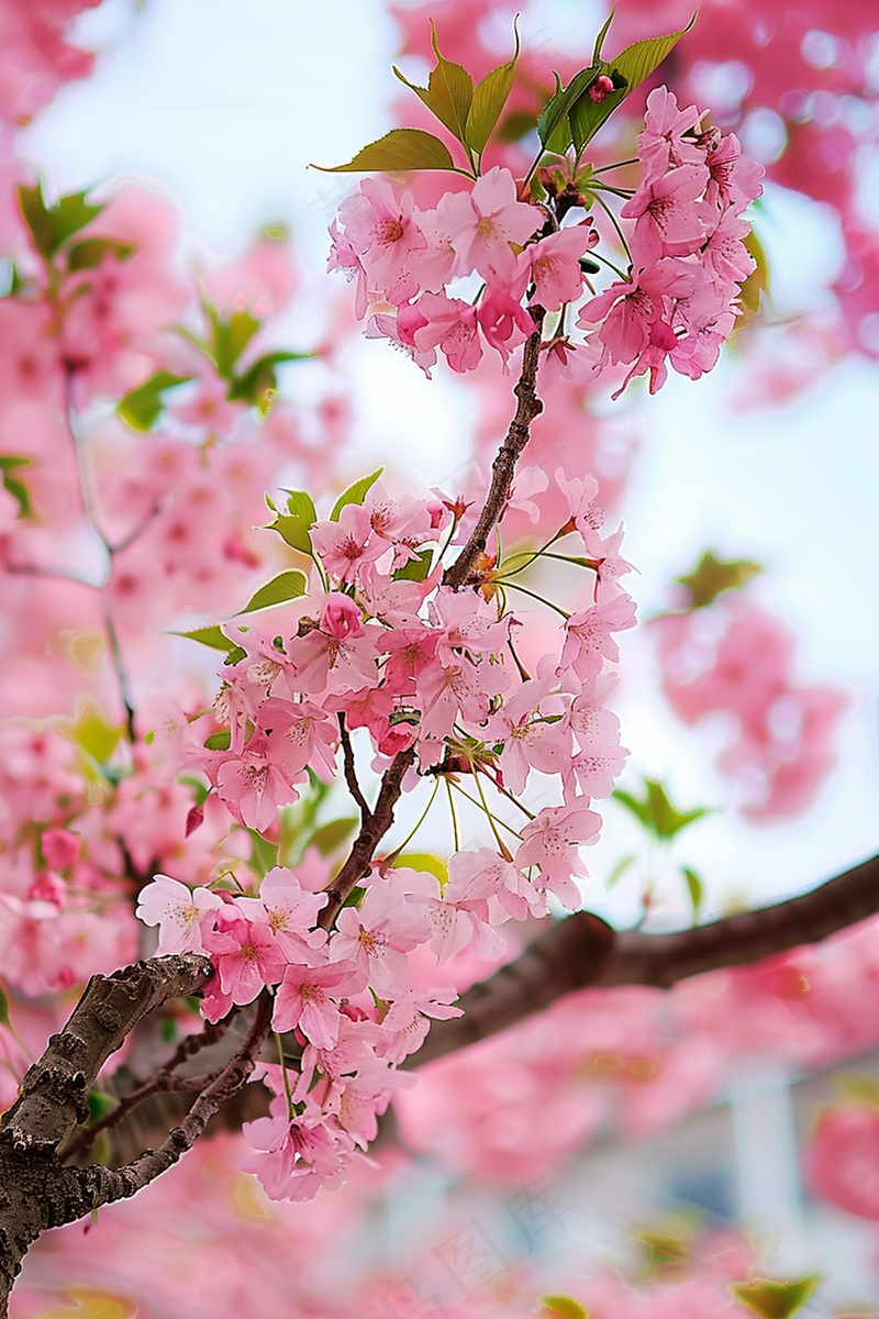 春日樱花花朵摄影图(2688x4032)