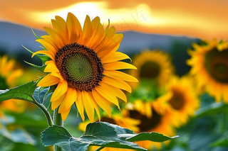 向日葵向阳生长鲜花摄影图