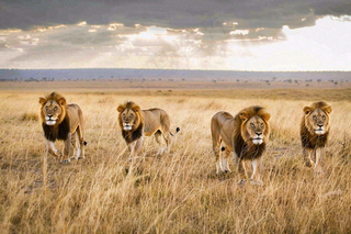 狮子动物非洲草原保护动物摄影图