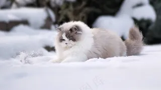 布娃娃猫在雪地里玩高清壁纸