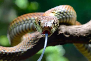 蛇盘踞在树枝上爬行动物摄影图