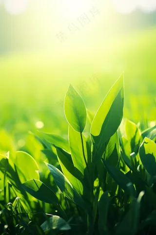 春天清晨阳光下的绿植绿意生机摄影图