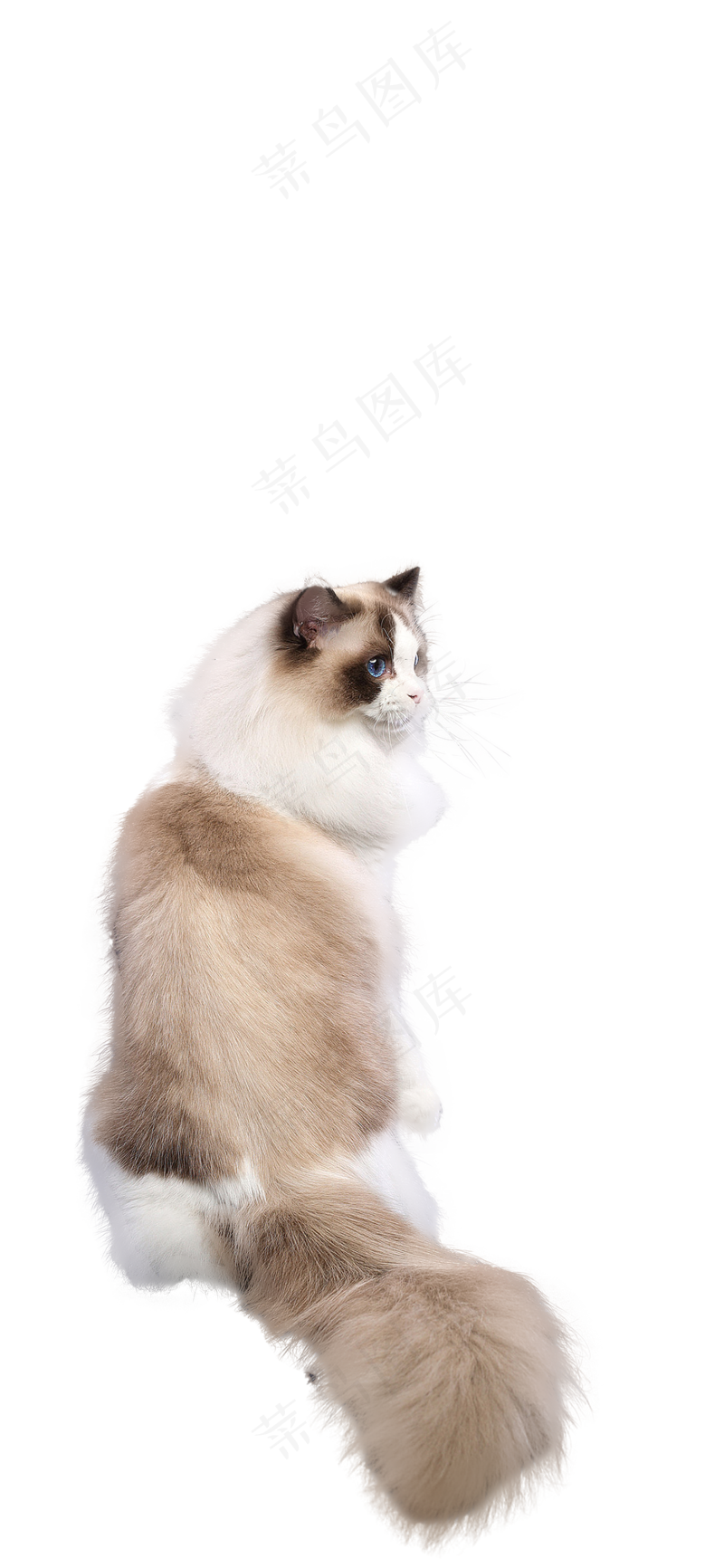 可爱猫咪摄影