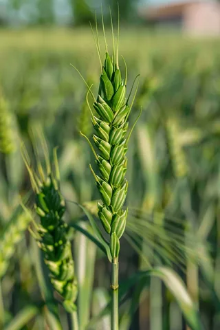 小麦绿色麦穗小米那芒种粮食摄影图