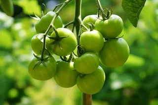 番茄西红柿种植园摄影图