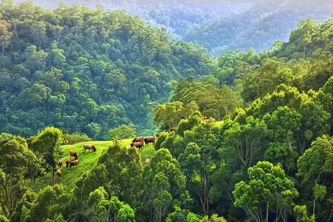 森林深处山林摄影图