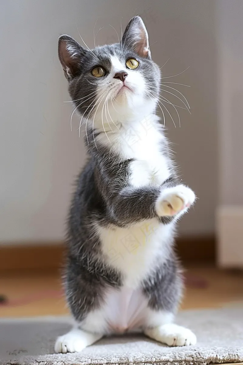 猫咪宠物猫可爱动物摄影图(2688x4032)