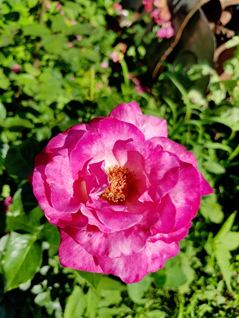 花园粉红色玫瑰特写