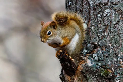 户外松鼠动物