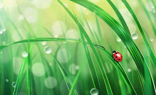 惊蛰雨水谷雨春天瓢虫昆虫绿色嫩草下雨天卡通插画背景