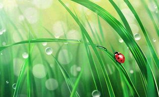 惊蛰雨水谷雨春天瓢虫昆虫绿色嫩草下雨天卡通插画背景