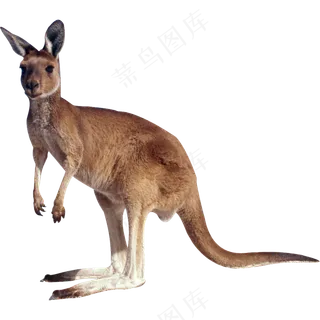 一只行走的袋鼠