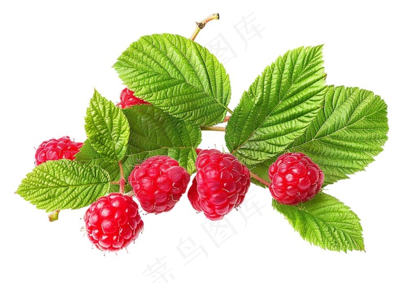 树莓水果摄影图免抠