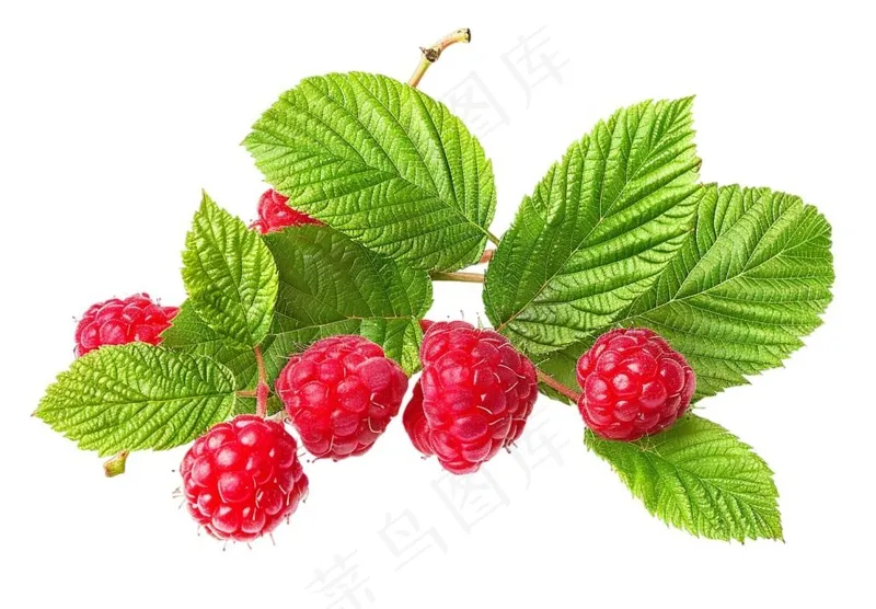 树莓水果摄影图免抠(1312x912)