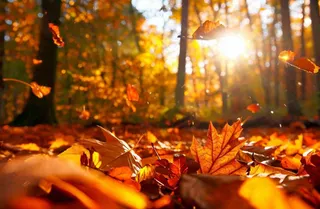 秋天森林的落叶金黄阳光透过树叶温暖秋分立秋处暑摄影图
