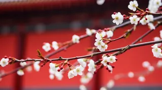 春天盛开的梨花李子花春分摄影图