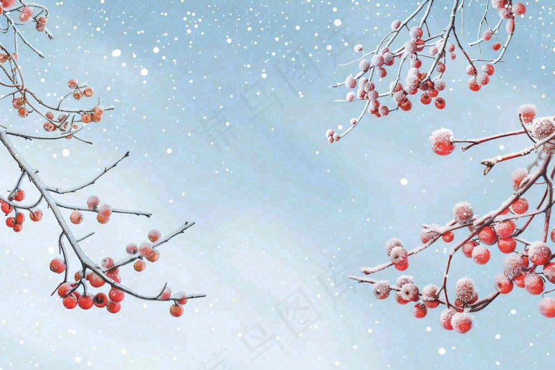 冬天白雪覆盖的红色果实白霜霜降小雪大雪水彩插画背景
