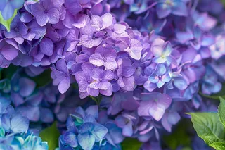 绣球花鲜花花朵摄影图