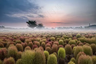独特的灌木丛林