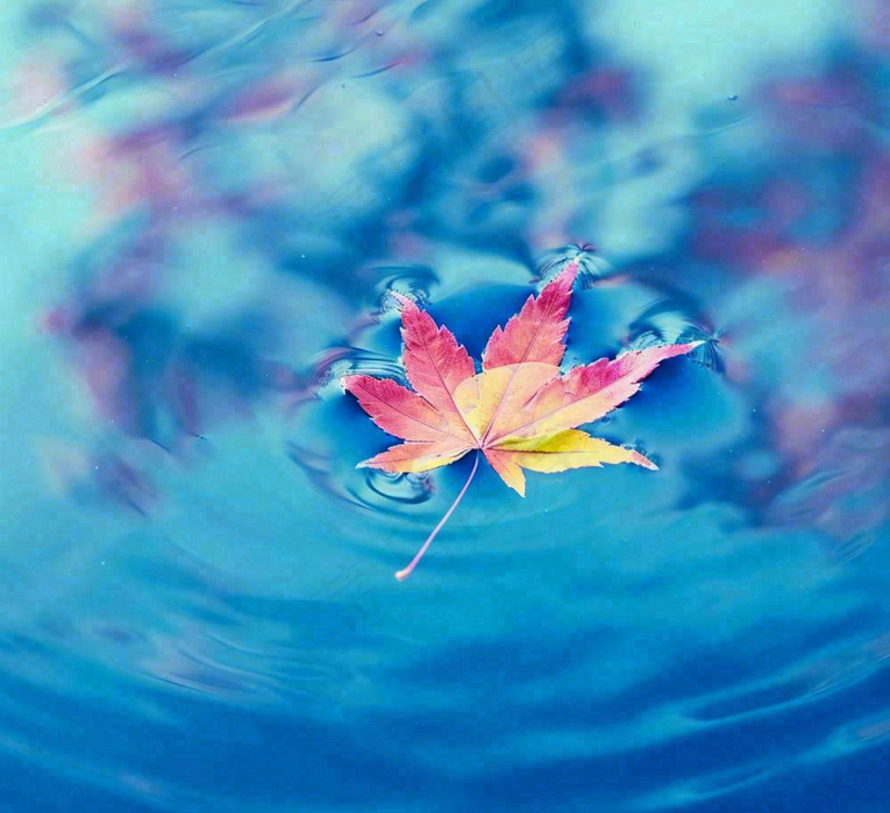 水面飘着的落叶枫叶秋天蓝色水面立秋寒露秋分摄影图