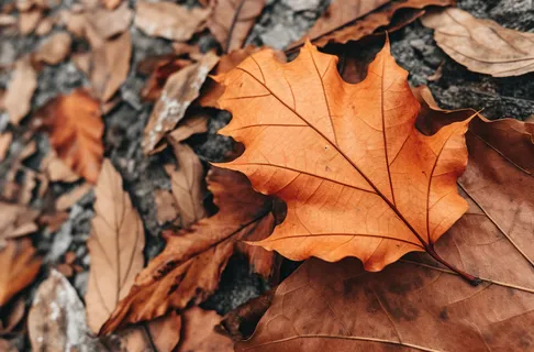 秋天落叶公路道路上摄影图 秋天落叶公路道路上摄影图