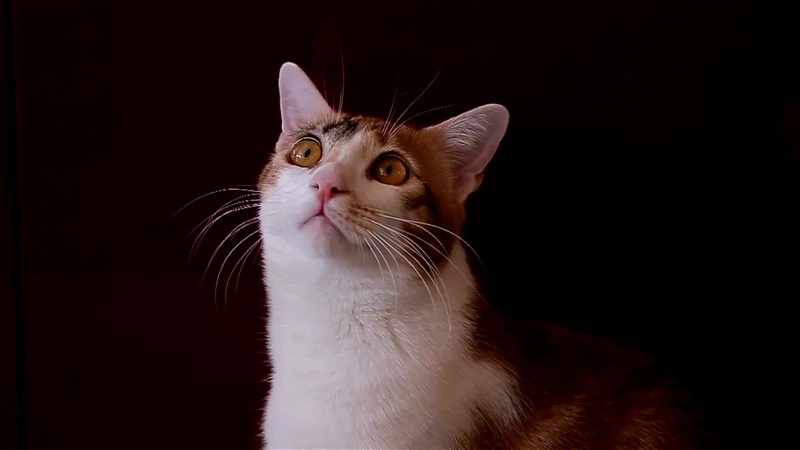 可爱猫咪摄影 