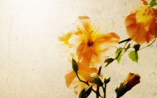 壁纸素材  国风