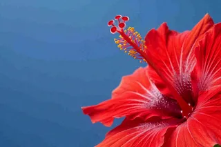 芙蓉花鲜花摄影图