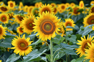 向日葵向阳鲜花摄影图