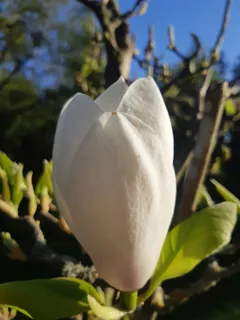 户外玉兰花花朵 户外玉兰花花朵