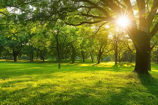 春天公园草地阳光摄影图