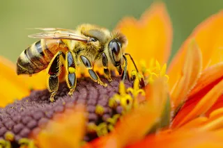蜜蜂采蜜春天鲜花摄影图