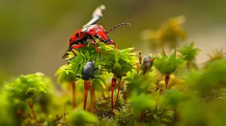 苔藓草地上的昆虫春天摄影图