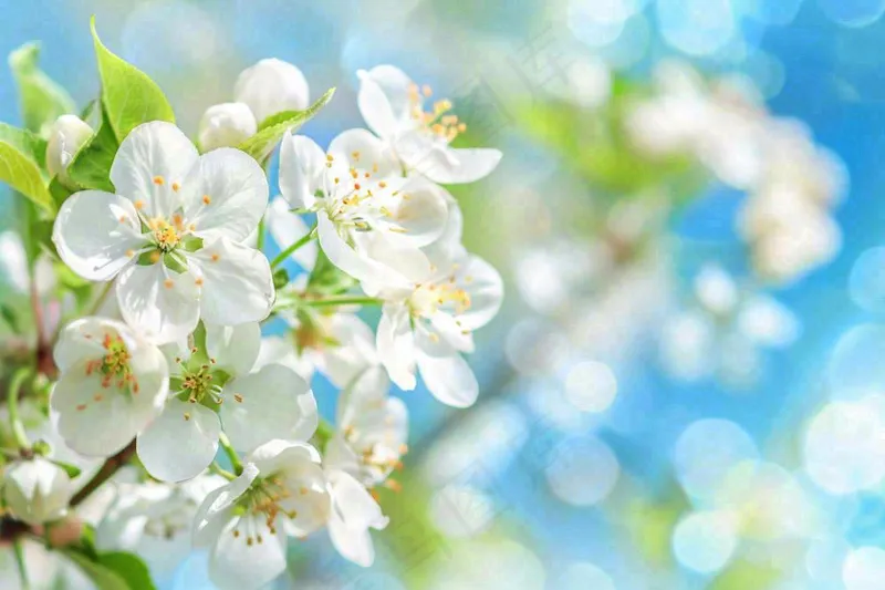 立春白花梨花花朵春意蓝天背景春分惊蛰摄影图(1344x896)